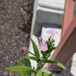 Epilobium parviflorum Flower