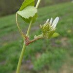 Trifolium thalii ফুল