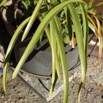 Nerine bowdenii Leaf