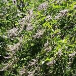 Vitex negundo Virág