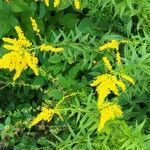 Solidago canadensisBlüte