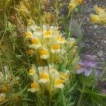 Linaria vulgarisКвітка