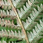 Polystichum aculeatum Frukt