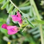 Vicia monantha Flower