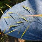 Bromus sterilis Fruit