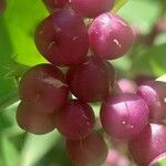 Myoporum laetum Fruit