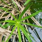 Cyperus fuscus List