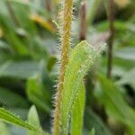 Echinacea pallida 樹皮