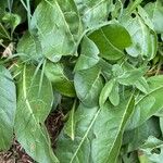 Jaborosa integrifolia Leaf