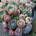 Sempervivum tectorumЛисток