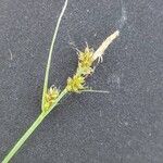 Carex pilulifera Flower