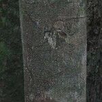Lecythis idatimon Bark