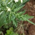 Parthenium hysterophorus Feuille