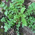 Sonchus oleraceus Likasa