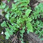 Sonchus oleraceus ഇല