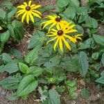 Rudbeckia fulgidaЦветок