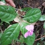 Impatiens firmula Otro