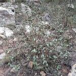 Cistus laurifolius Habitus