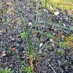 Allium vineale Blad