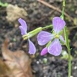 Raphanus raphanistrum Flower