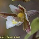 Epipactis palustris Flor