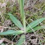 Ophrys sphegodes Levél