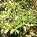 Ficus obliqua Leaf