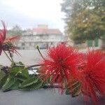 Calliandra tweediei Flor