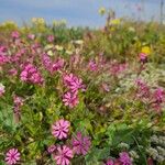 Silene colorata ফুল