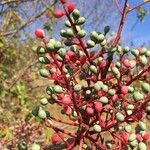 Pistacia terebinthus Frucht