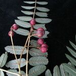 Sorbus himalaica Habitus