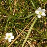 Sagina nodosa Fleur