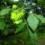 Ptelea trifoliata Vaisius