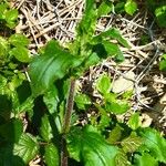 Adenostemma mauritianum (Feuille)