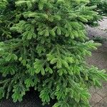 Abies nordmanniana برگ