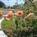 Sphaeralcea bonariensis Flower