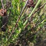 Eriogonum fasciculatum Ліст