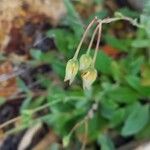 Tuberaria lignosa Fruit