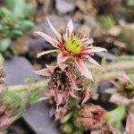 Sempervivum montanum Flor