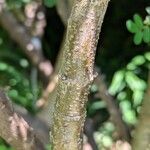 Sophora microphylla Corteza