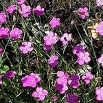 Dianthus deltoides Pokrój