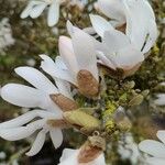 Magnolia stellata Blüte