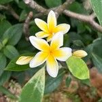 Plumeria albaFlower