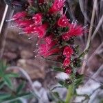 Pontechium maculatum Flower