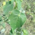 Abutilon indicum Fuelha