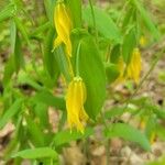 Uvularia grandifloraFlower