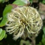 Clematis texensis Flower