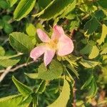 Rosa corymbifera Virág