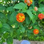 Lantana aculeata Flors