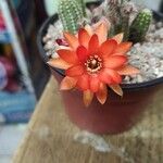 Echinopsis chamaecereusFloro